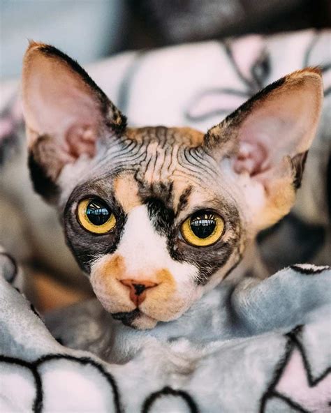 Sphynx Cat Find Out About Life With A Hairless Cat Breed Cute