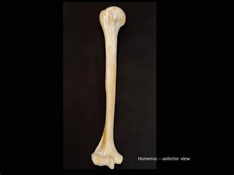 Unlabeled Humerous Bone : The humerus is the single bone of the upper