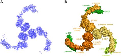 Cop 1 Cop 2 Clathrin - Structure of Coatomer Cage Proteins and the Relationship among COPI