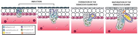 Stem Cell Involvement During Sebaceous Gland Embryonic Development Download Scientific Diagram