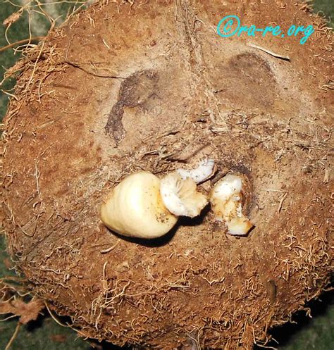 Inside Germinating Stoma Of Coconut