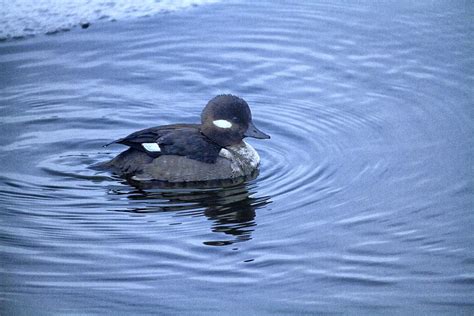 Female Bufflehead Duck Photograph By Constantine Gregory Pixels
