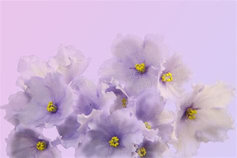 Beautiful Flower African Violet Isolated On Gradient Background