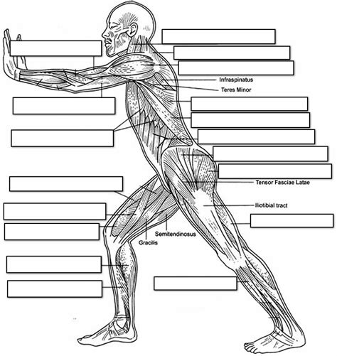 Designed for ios, android, windows, and mac. 14 Best Images of Muscle Labeling Worksheet High School - Muscular System Diagram Worksheet ...