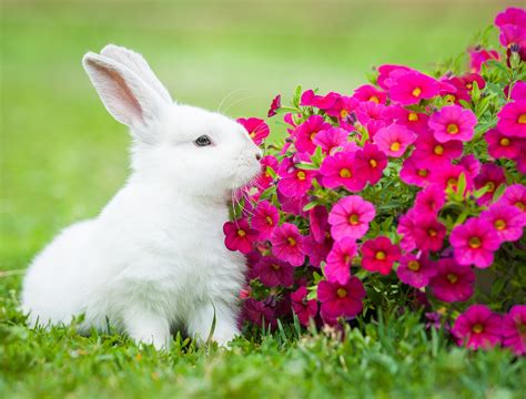 7 Plants That Repel Rabbits Backyard Boss