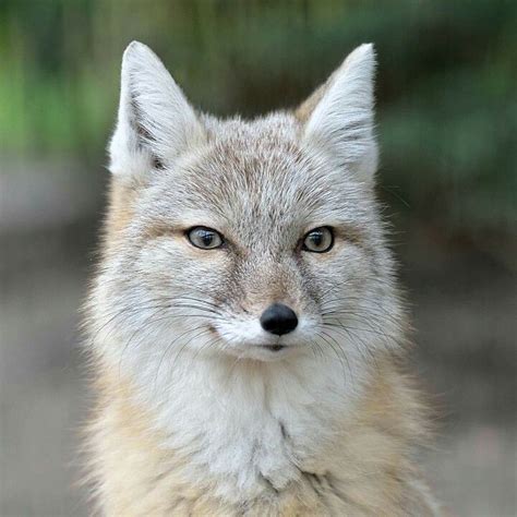 Corsac Fox Cute Creatures Beautiful Creatures Animals Beautiful