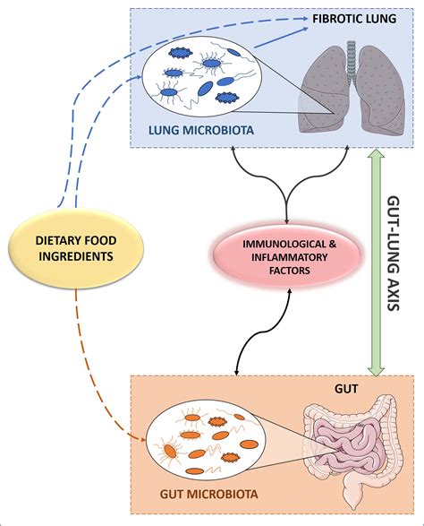 Ijms Free Full Text Insights Into The Role Of Bioactive Food