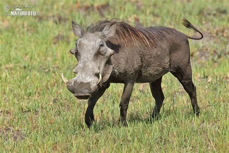 Common Warthog Photos Common Warthog Images Nature Wildlife Pictures