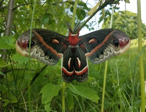 Sighting 1209454 Butterflies And Moths Of North America