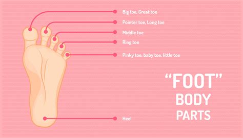 Foot Parts That Show The Name Of All Five Fingers Vector Illustration