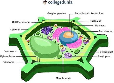 Plant Cell Definition Structure Function Diagram And Types
