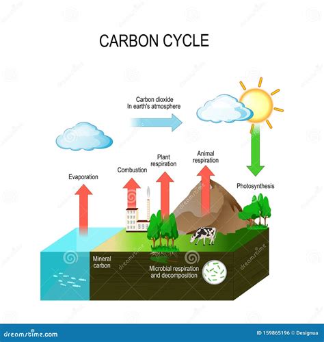 Ciclo de carbono ilustración del vector Ilustración de diagrama