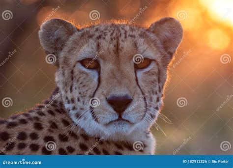 Portrait Of Adult Female Cheetah At Sunset South Africa Stock Photo