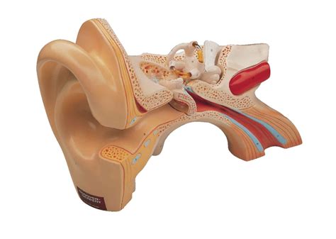 Denoyer Geppert® Giant Ear Model Vwr