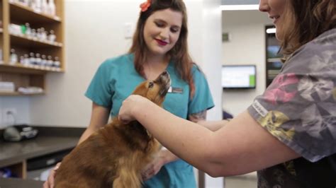 Welcome To All Pets Animal Hospital Youtube