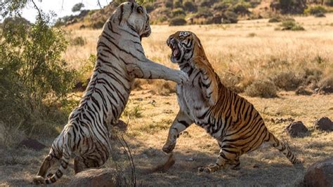 Tiger Vs Tiger Fight To Death Tiger Attacks Tiger Youtube
