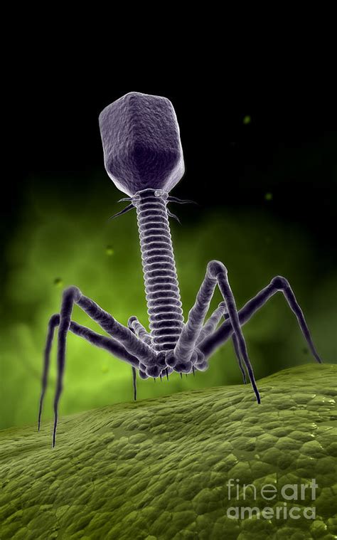 Microscopic View Of Bacteriophage Digital Art By Stocktrek Images