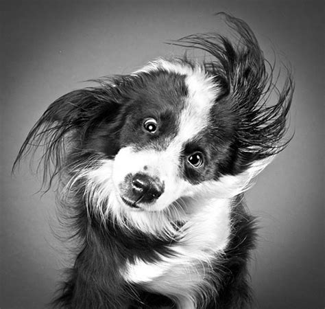 Portland, oregon based photographer carli davidson shares with us these pictures of dogs shaking and making some pretty interesting faces. Art-Sci: Funny Pictures of Dogs Shaking off Water