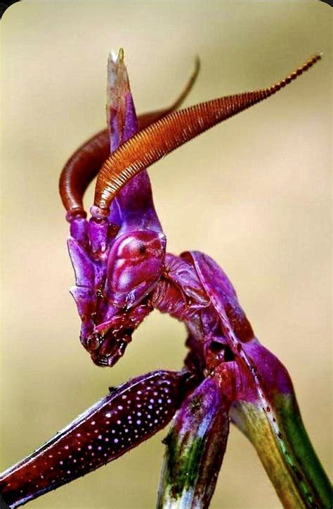 Pin By Bob Shackleford On Through The Lens 3 Weird Insects Weird