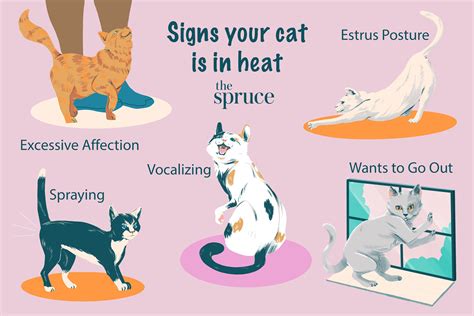Stages Of The Cat Heat Cycle Poster