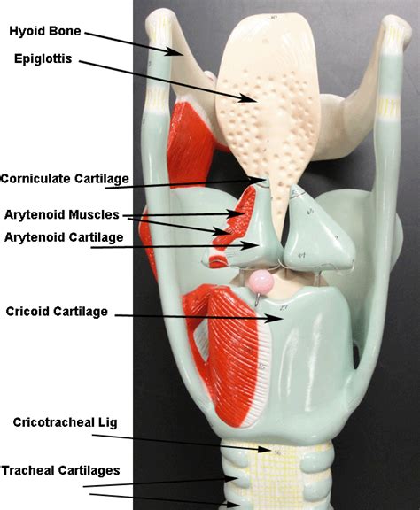 Larynx Post La1htm Biology Notes Anatomy And Physiology Speech