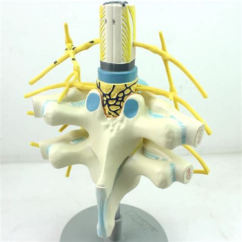 Thoracic Spinal Cord Spinal Nerve Sympathetic Neural Stem Model Human Spine Model Anatomy System