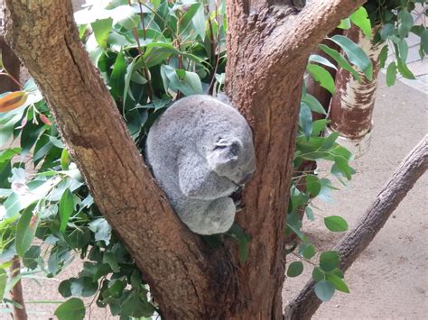 View The Koala Bears At Taronga Zoo In Sydney Australia Koala Bear
