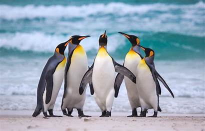 Penguins Desktop Penguin Beach Ocean Royal Sea