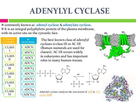 The enzyme adenyl cyclase, itself activated by the hormone adrenaline (epinephrine), which is one of these enzymes is adenylate cyclase, which catalyzes the conversion of adenosine triphosphate (atp) within the the alternative is to lower the activation energy level through the use of a catalyst. Adenyl cyclase signaling slideshare