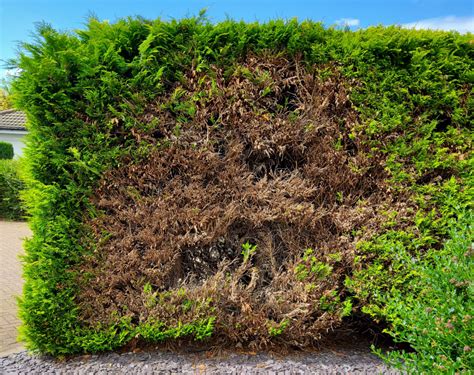 Evergreen Hedge Turning Brown — Bbc Gardeners World Magazine
