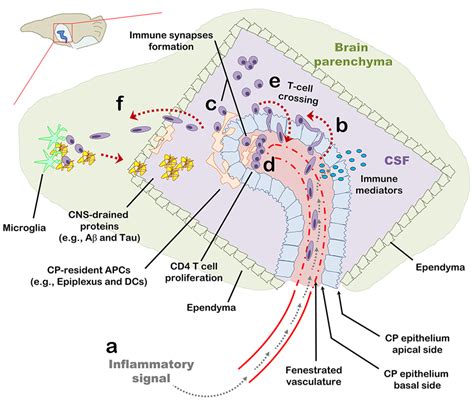 Frontiers The Choroid Plexus Functions As A Niche For T Cell