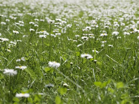 Free Images Nature White Field Lawn Meadow Prairie Flower
