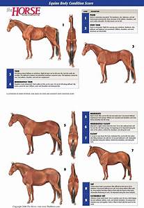 Horse Bit Severity Chart