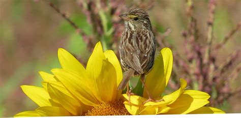 Bird On Sunflower Governmentevents Naturepics Freshc Flickr