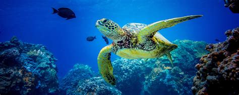 Animals Around The Globe 5 Swimming Facts About Sea
