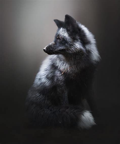 Beautiful Wildlife Silver Fox Portrait By © Alicja