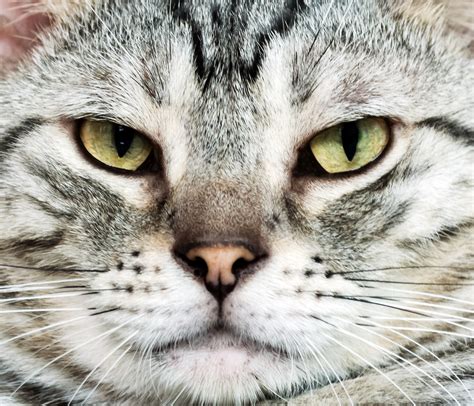 American shorthairs are one of the most popular cat breeds in the u.s. American Shorthair Personality Traits - AmericanShorthair.org