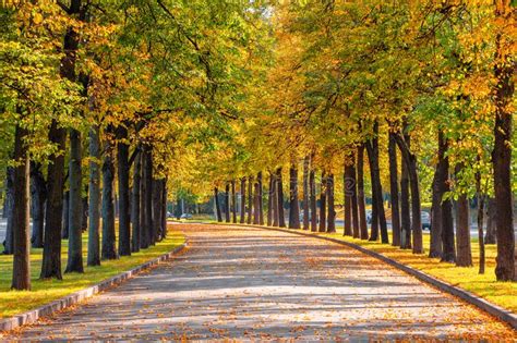 Empty Autumn Road With Trees In A Row On The Edges Stock Photo Image