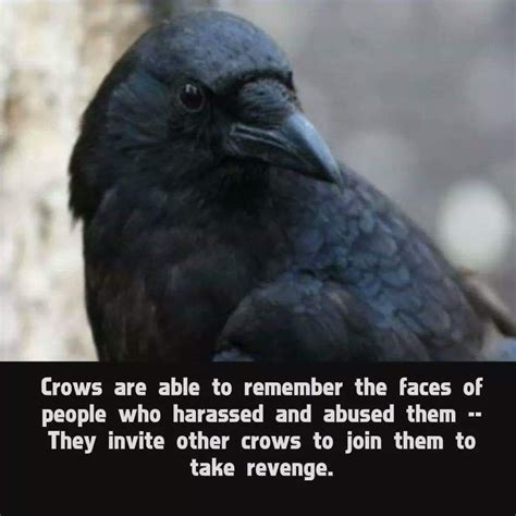 Pin By Moonie65 On Witchy Ways And Things Raven Facts Animal Facts Crow