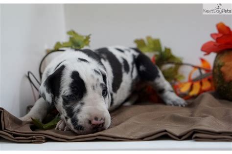 Watch and really laugh as ellie and mikey get up close and personal with their blanket tug of wa. Female Harlequin: Great Dane puppy for sale near Sarasota ...