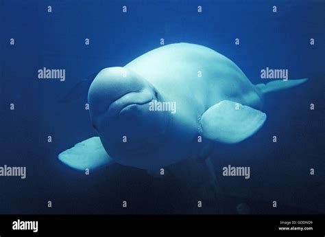 Beluga Whale Or White Whale Delphinapterus Leucas Stock Photo Alamy