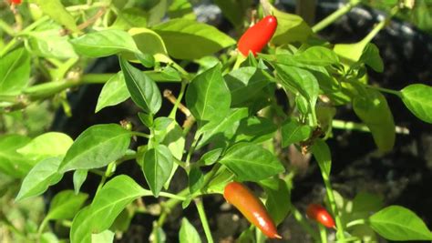 Red Chili Pepper Plant Stock Footage Video 3965908 Shutterstock
