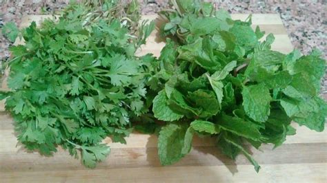 The proven health benefits of coriander leaves extract will leave you with a smile. How to store Coriander and Mint Leaves for long time ...