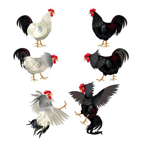 Check spelling or type a new query. Fighting Rooster Illustrations, Royalty-Free Vector ...