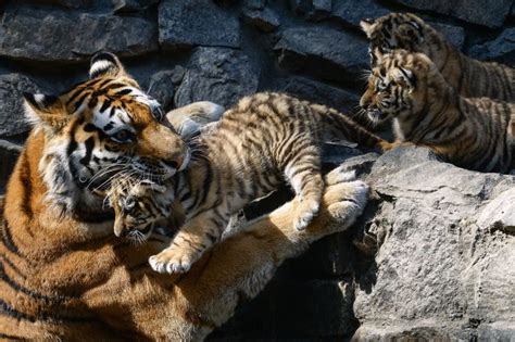 Russias Siberian Tigers Back From Brink Of Extinction