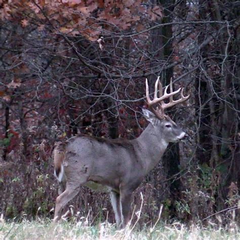 Where To Hunt Mature Bucks On Public Land Deer And Deer Hunting