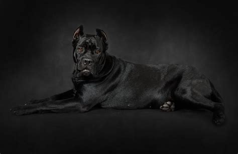 Cane Corso Weight And Growth Chart