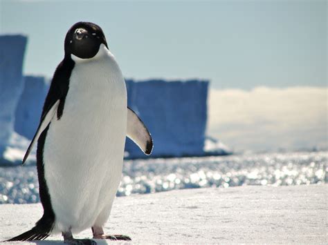 Adelie Penguin Antarctica Running Late Antarctica Penguins Guess