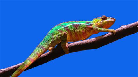 4k Chameleon Wallpapers Top Free 4k Chameleon Backgrounds