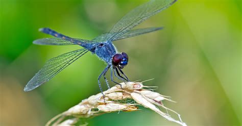 Plus De 75 Des Insectes Volants Auraient Disparu En 30 Ans Selon Une